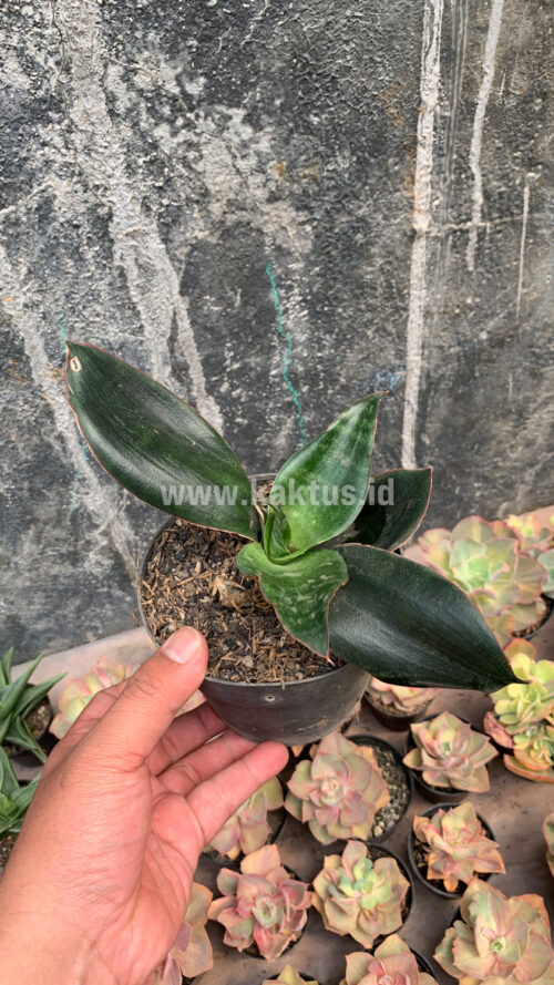 Sansevieria Foscaliana, real gallery image #6 plants. Picture taken directly from kaktus.id community Sansevieria farmer green houses.