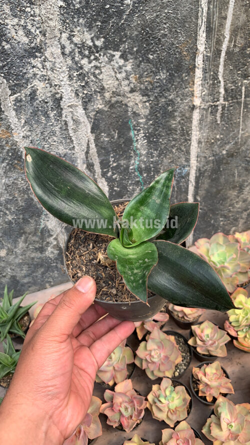 Sansevieria Foscaliana, real gallery image #5 plants. Picture taken directly from kaktus.id community Sansevieria farmer green houses.