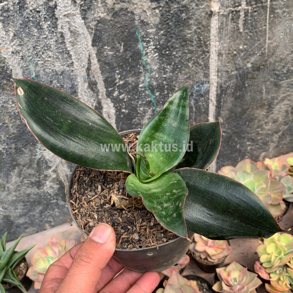 kaktus.id