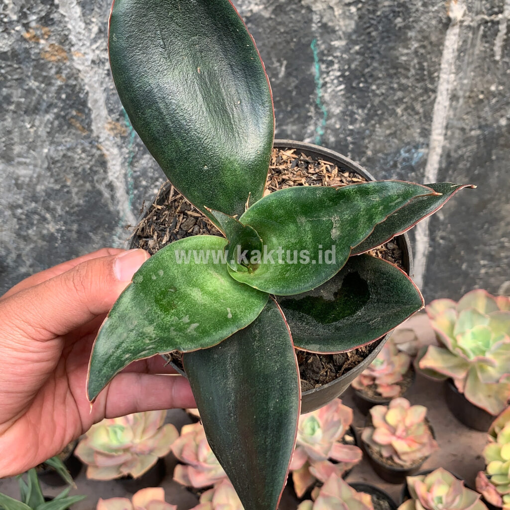 kaktus.id