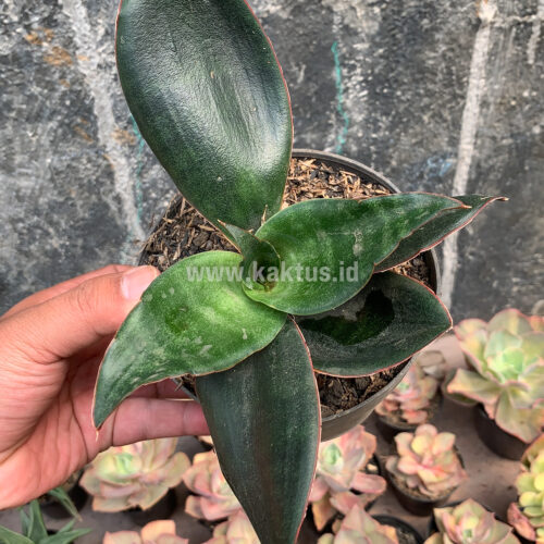 Sansevieria Foscaliana, real gallery image #3 plants. Picture taken directly from kaktus.id community Sansevieria farmer green houses.