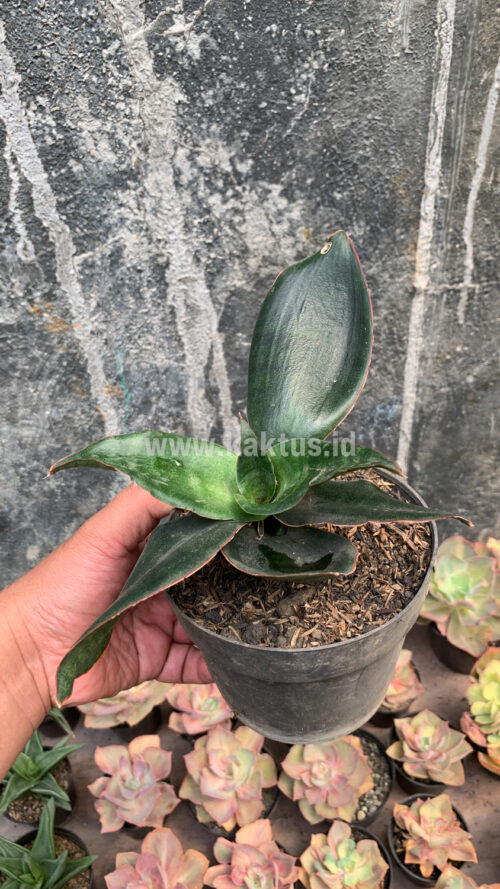Sansevieria Foscaliana, real gallery image #2 plants. Picture taken directly from kaktus.id community Sansevieria farmer green houses.