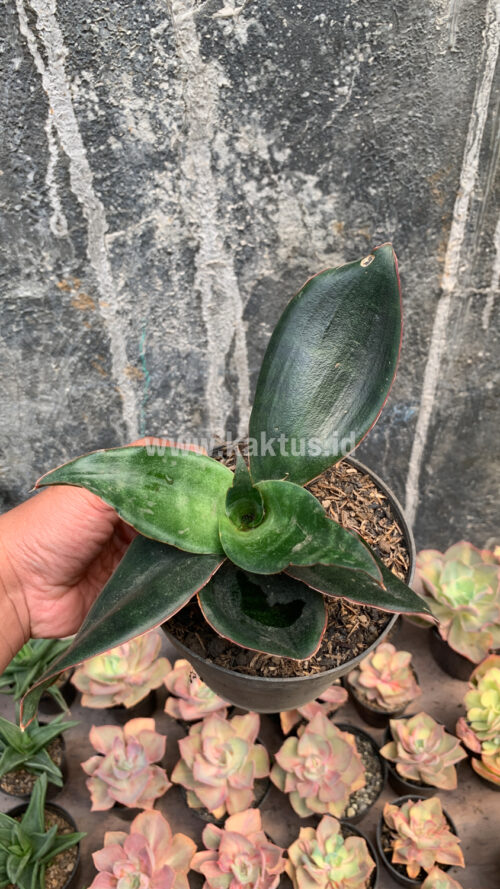 Sansevieria Foscaliana, real gallery image #1 plants. Picture taken directly from kaktus.id community Sansevieria farmer green houses.