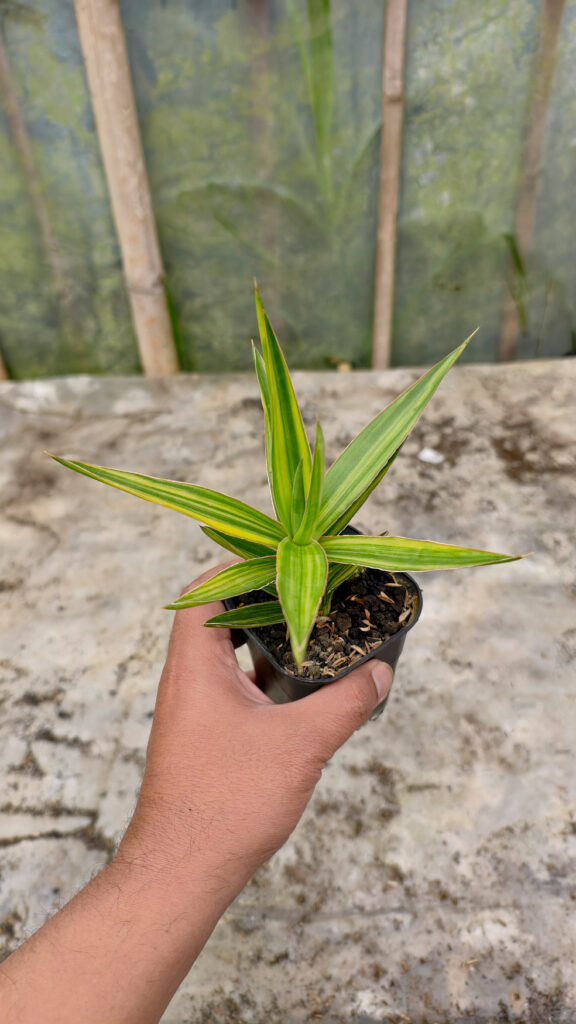 kaktus.id