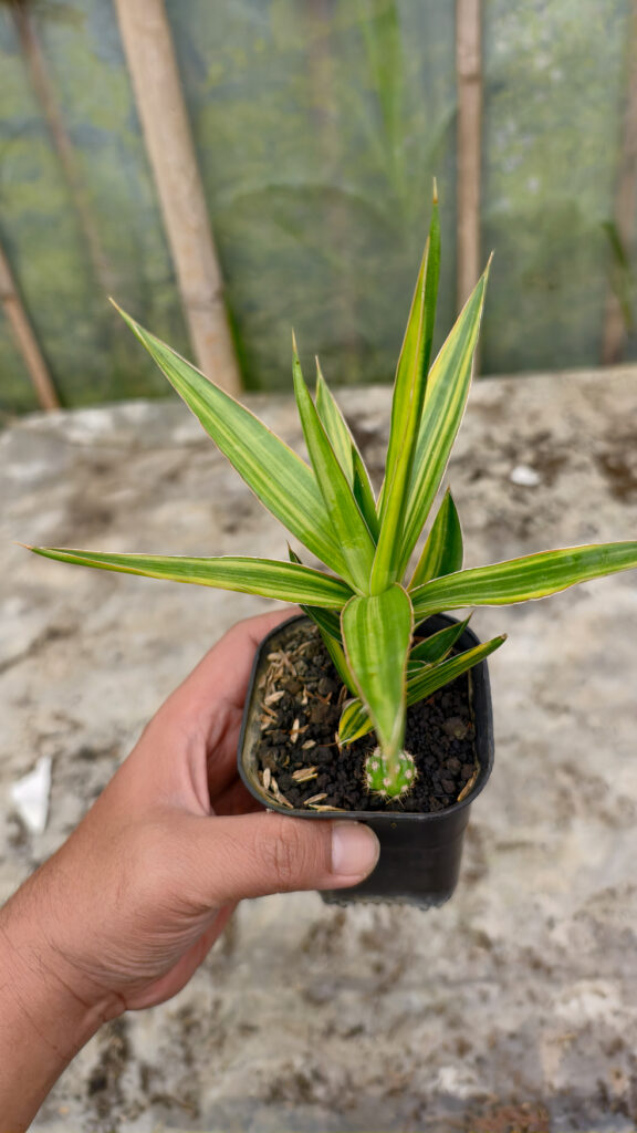 kaktus.id