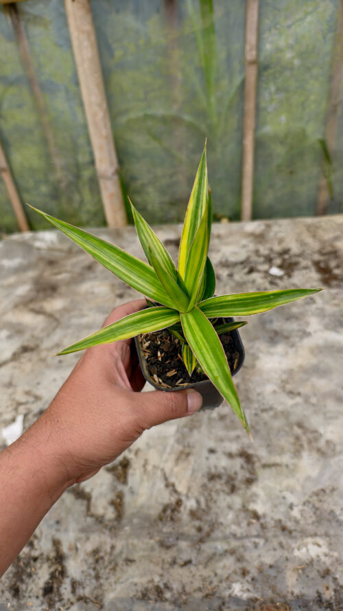 Sansevieria Bagamoyensis Variegated, real gallery image #4 plants. Picture taken directly from kaktus.id community Sansevieria farmer green houses.