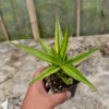 Sansevieria Bagamoyensis Variegated, real feature image plant. Picture taken directly from kaktus.id community Sansevieria farmer green houses.