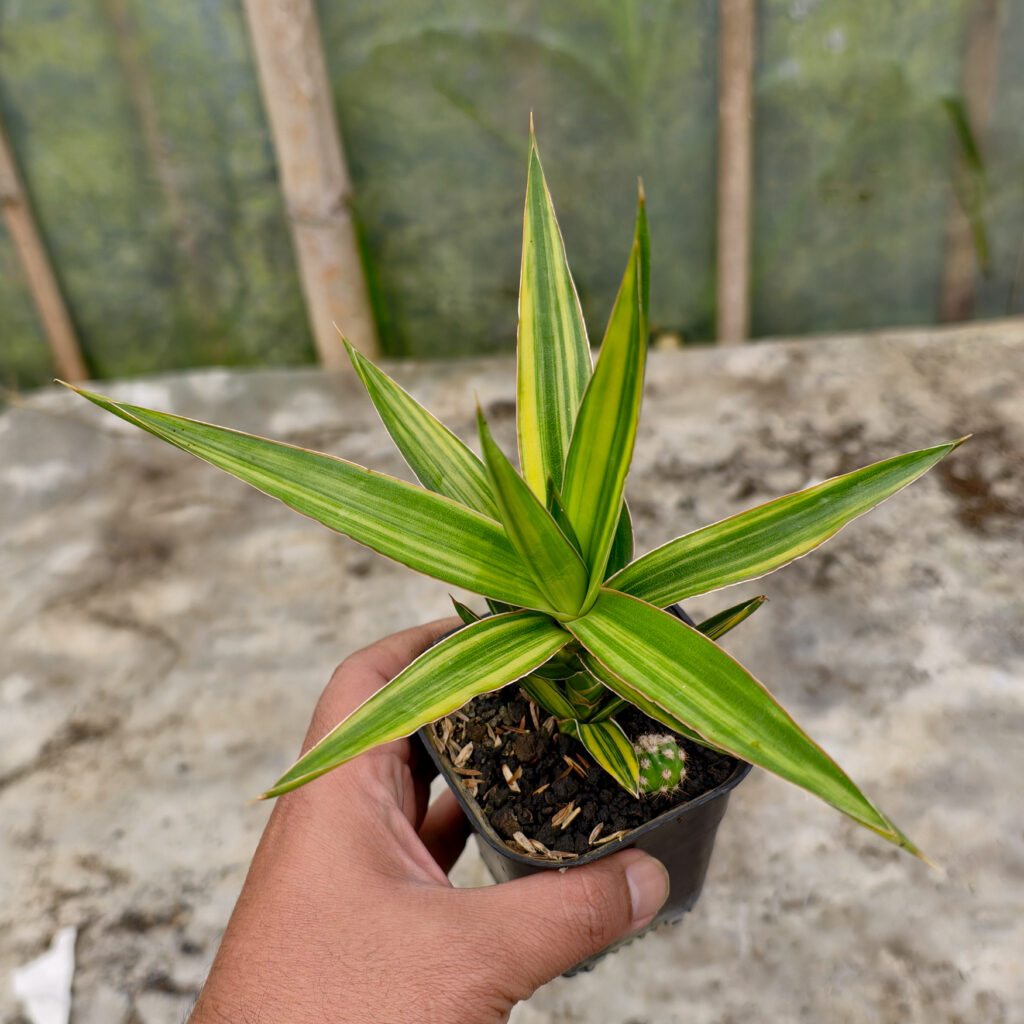 kaktus.id