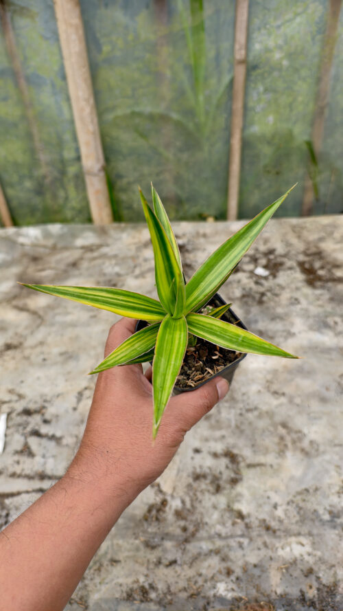 Sansevieria Bagamoyensis Variegated, real gallery image #1 plants. Picture taken directly from kaktus.id community Sansevieria farmer green houses.