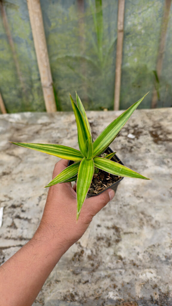 kaktus.id