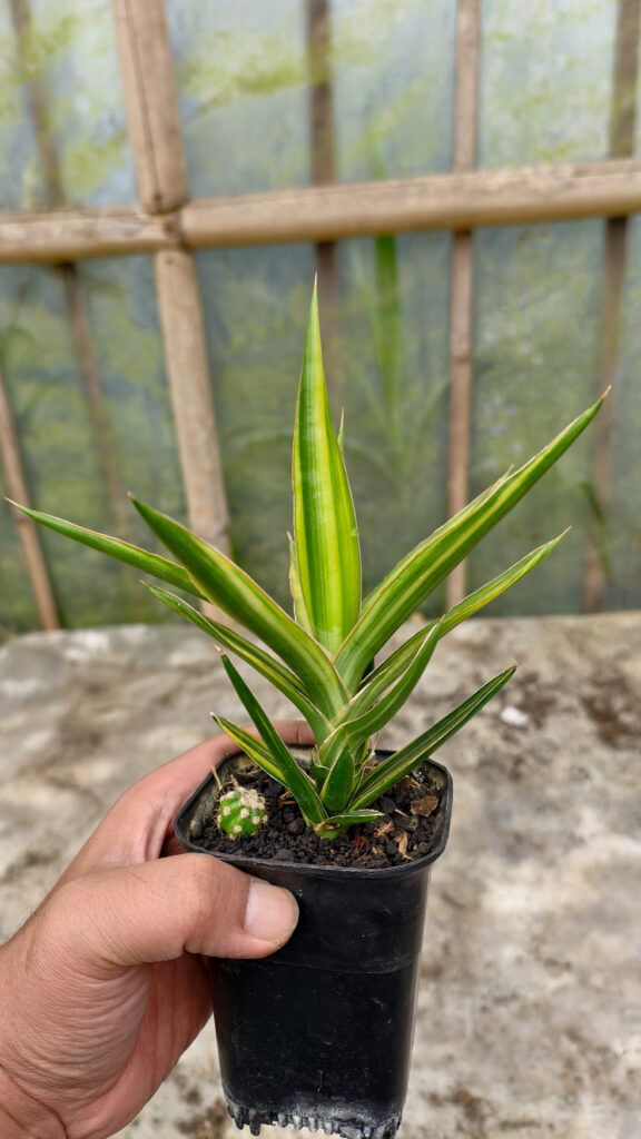 kaktus.id