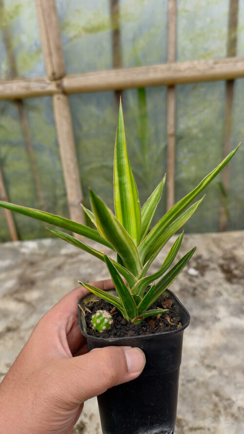 Sansevieria Bagamoyensis Variegated, real gallery image #6 plants. Picture taken directly from kaktus.id community Sansevieria farmer green houses.
