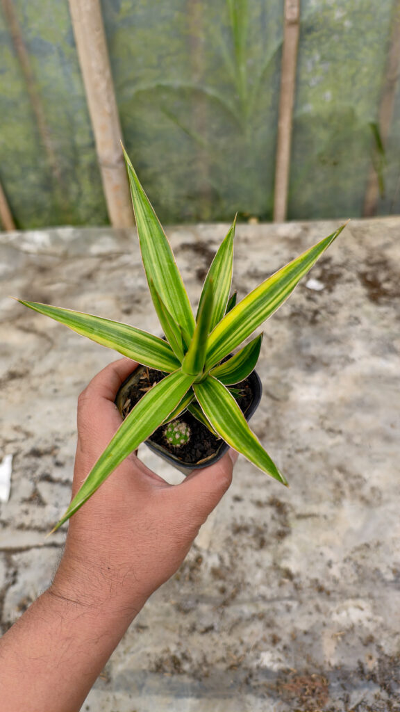 kaktus.id