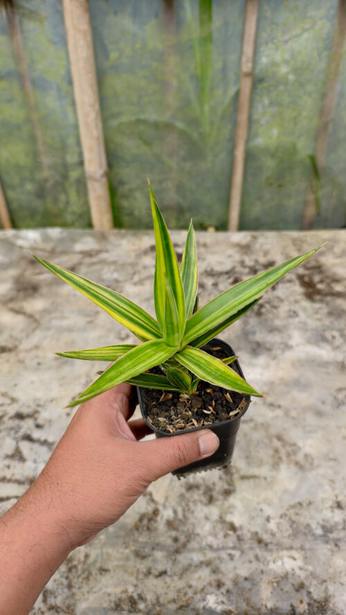 Sansevieria Bagamoyensis Variegated, real gallery image #8 plants. Picture taken directly from kaktus.id community Sansevieria farmer green houses.