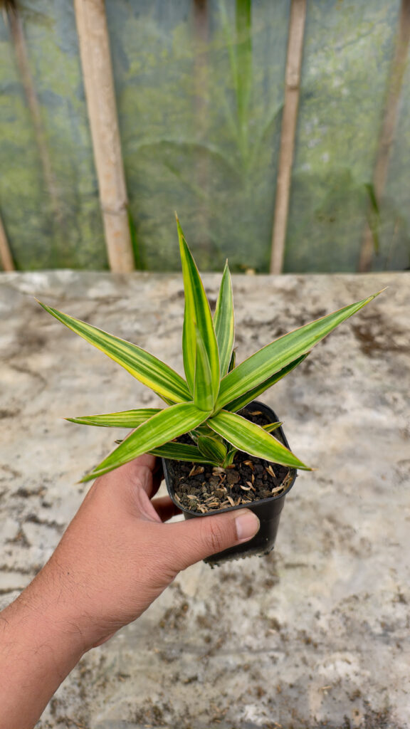 kaktus.id