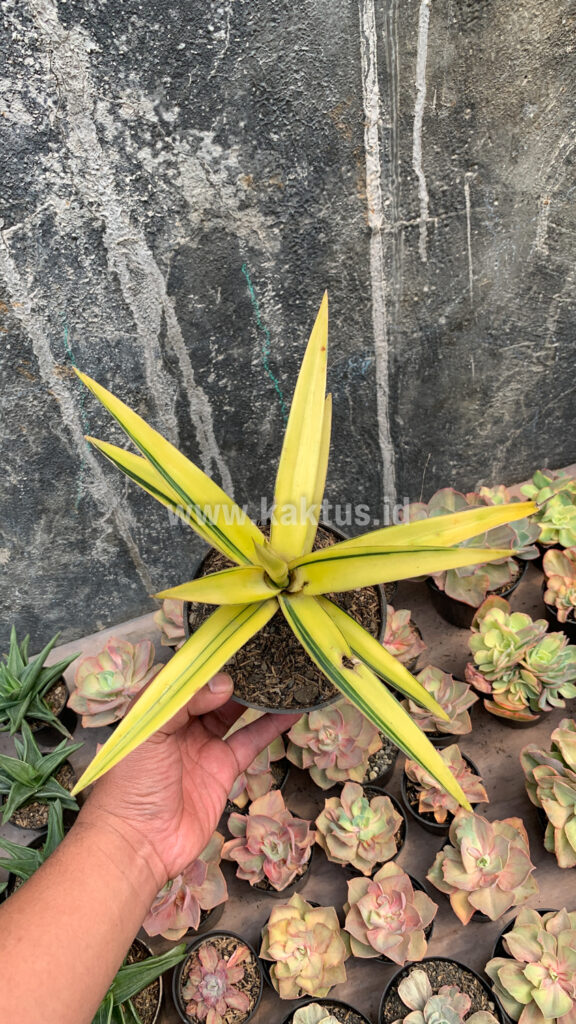 kaktus.id