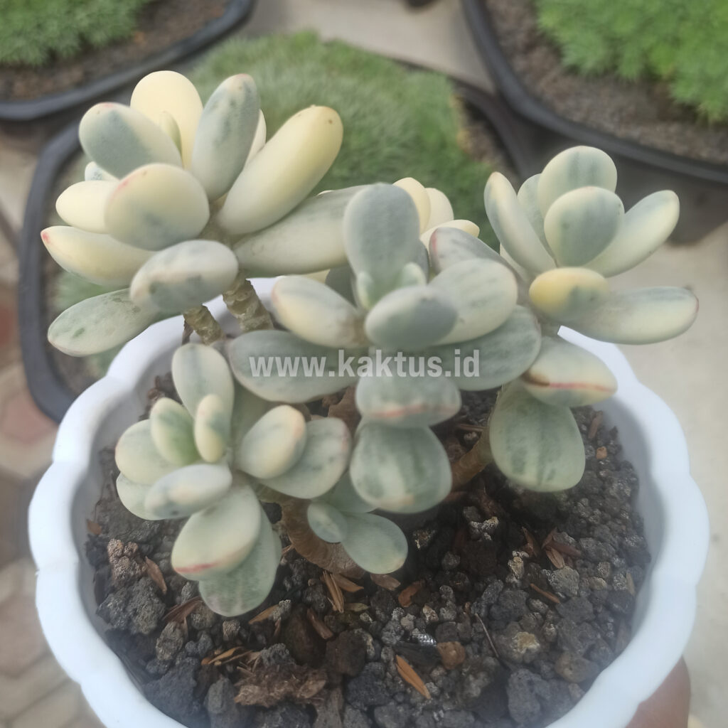 kaktus.id