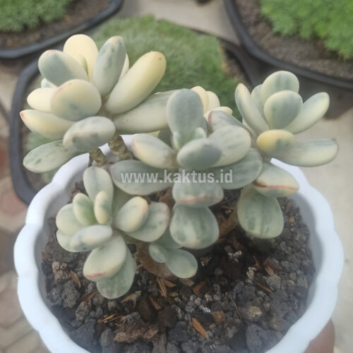 Cotyledon Orbiculata Variegated 'Unicorn Plant' Size Pot 12 Cm, real gallery image #3 plants. Picture taken directly from kaktus.id community Cotyledon farmer green houses.