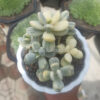 Cotyledon Orbiculata Variegated 'Unicorn Plant' Size Pot 12 Cm, real gallery image #2 plants. Picture taken directly from kaktus.id community Cotyledon farmer green houses.