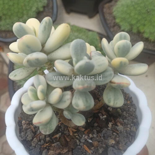 Cotyledon Orbiculata Variegated 'Unicorn Plant' Size Pot 12 Cm, real gallery image #1 plants. Picture taken directly from kaktus.id community Cotyledon farmer green houses.