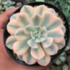Echeveria Runyonii Variegated, real feature image plant. Picture taken directly from kaktus.id community Echeveria farmer green houses.