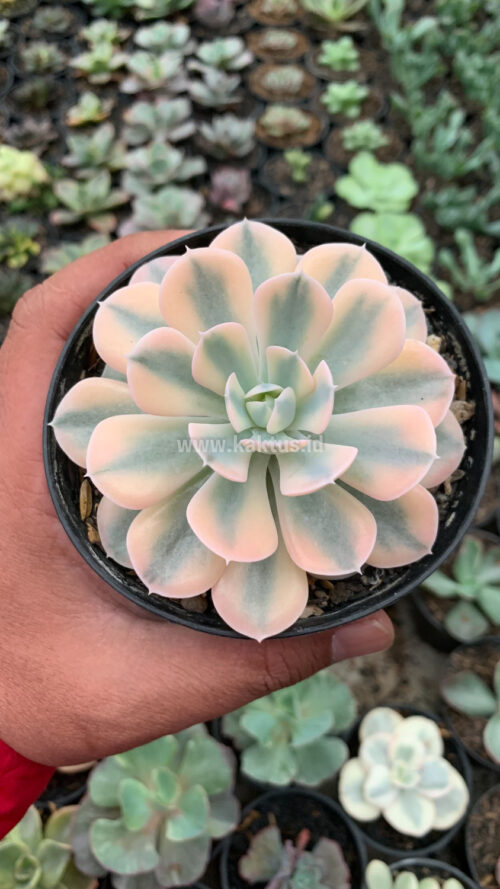 Echeveria Runyonii Variegated, real gallery image #2 plants. Picture taken directly from kaktus.id community Echeveria farmer green houses.