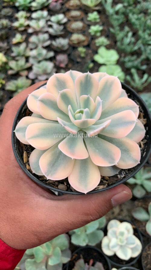 Echeveria Runyonii Variegated, real gallery image #3 plants. Picture taken directly from kaktus.id community Echeveria farmer green houses.
