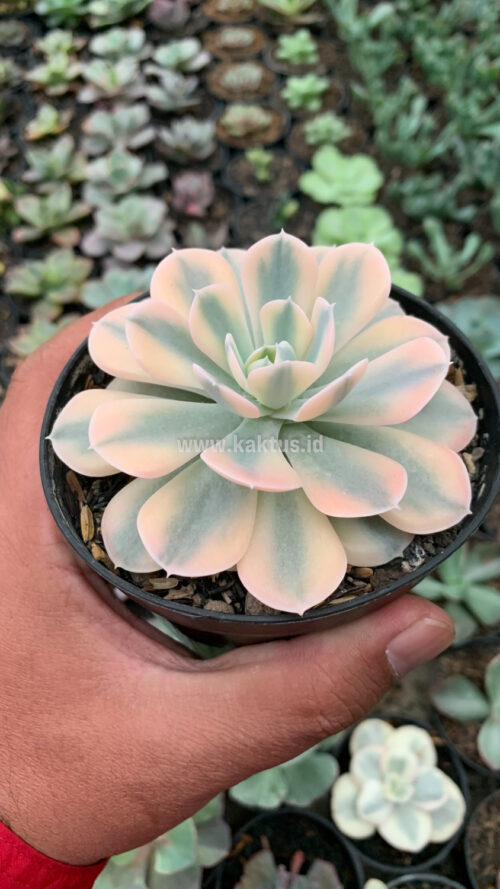 Echeveria Runyonii Variegated, real gallery image #4 plants. Picture taken directly from kaktus.id community Echeveria farmer green houses.