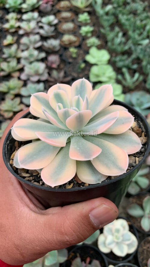 Echeveria Runyonii Variegated, real gallery image #1 plants. Picture taken directly from kaktus.id community Echeveria farmer green houses.
