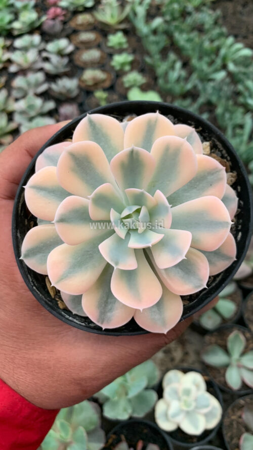 Echeveria Runyonii Variegated, real gallery image #5 plants. Picture taken directly from kaktus.id community Echeveria farmer green houses.