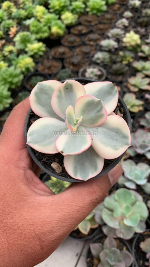 Echeveria Suyon Variegated, real gallery image #2 plants. Picture taken directly from kaktus.id community Echeveria farmer green houses.