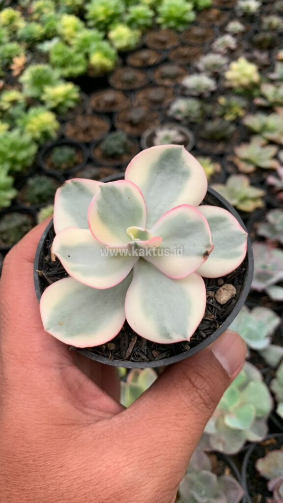 kaktus.id
