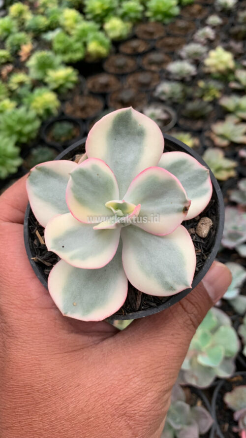 Echeveria Suyon Variegated, real gallery image #4 plants. Picture taken directly from kaktus.id community Echeveria farmer green houses.