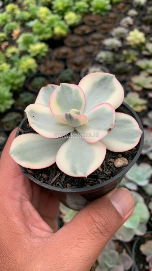 Echeveria Suyon Variegated, real gallery image #1 plants. Picture taken directly from kaktus.id community Echeveria farmer green houses.