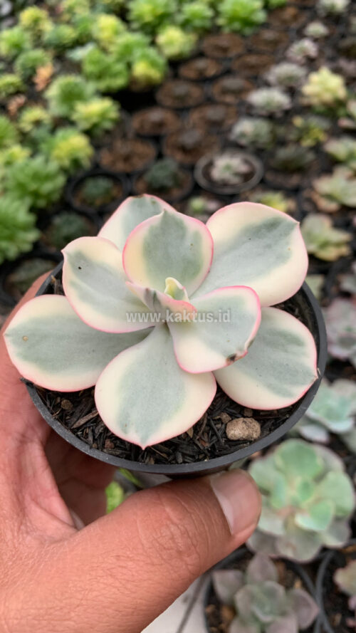 Echeveria Suyon Variegated, real gallery image #5 plants. Picture taken directly from kaktus.id community Echeveria farmer green houses.