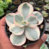 Echeveria Suyon Variegated, real feature image plant. Picture taken directly from kaktus.id community Echeveria farmer green houses.