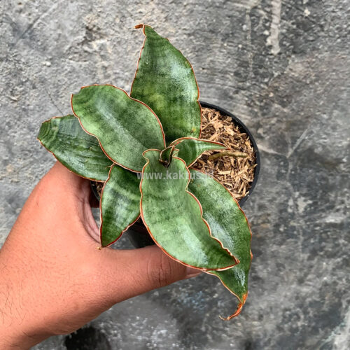 Sansevieria Rosaline Silver, real gallery image #2 plants. Picture taken directly from kaktus.id community Sansevieria farmer green houses.