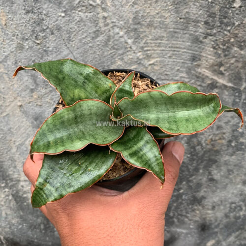 Sansevieria Rosaline Silver, real gallery image #4 plants. Picture taken directly from kaktus.id community Sansevieria farmer green houses.