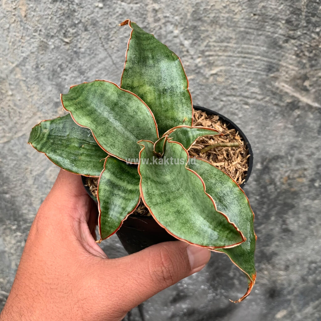 kaktus.id