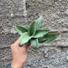 Sansevieria Rosaline Silver, real feature image plant. Picture taken directly from kaktus.id community Sansevieria farmer green houses.