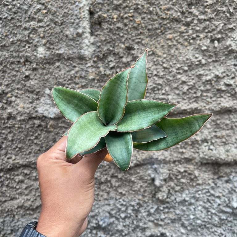 959. Sansevieria Rosaline Silver