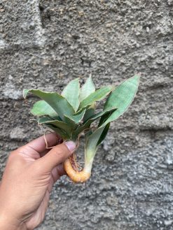 Sansevieria Rosaline Silver, real gallery image #5 plants. Picture taken directly from kaktus.id community Sansevieria farmer green houses.