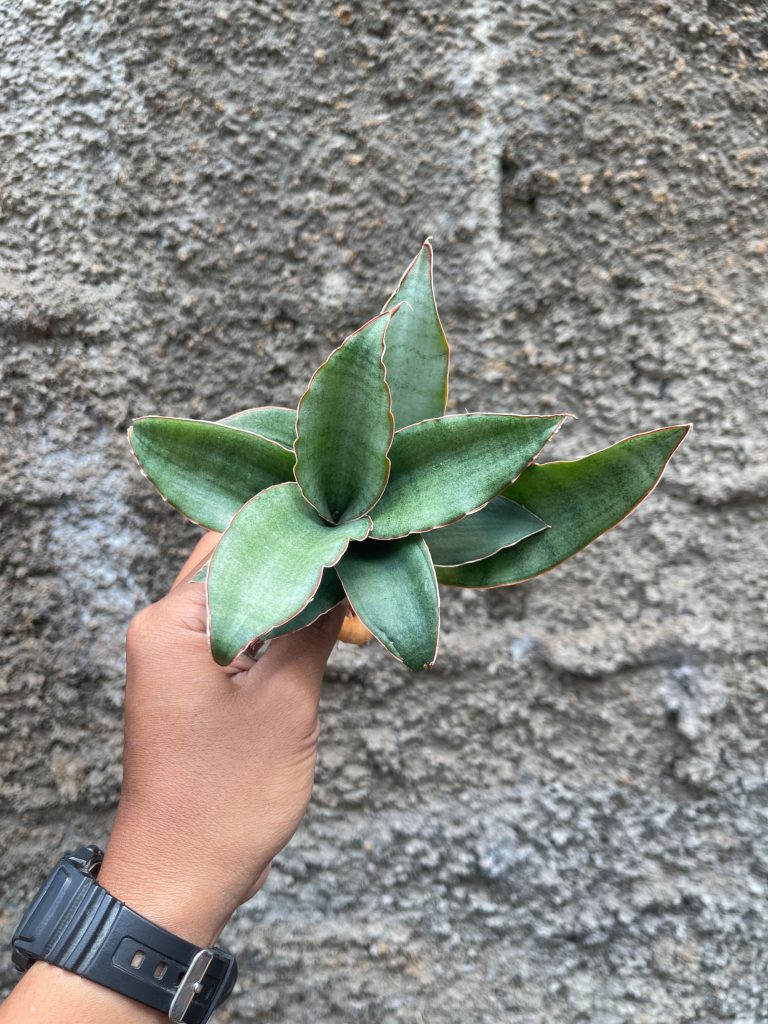 kaktus.id
