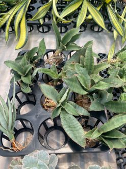 Sansevieria Rosaline Silver, real gallery image #1 plants. Picture taken directly from kaktus.id community Sansevieria farmer green houses.
