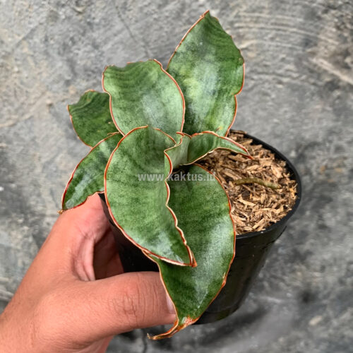 Sansevieria Rosaline Silver, real gallery image #7 plants. Picture taken directly from kaktus.id community Sansevieria farmer green houses.