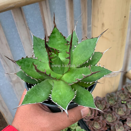 Agave Horida, real gallery image #2 plants. Picture taken directly from kaktus.id community Agave farmer green houses.