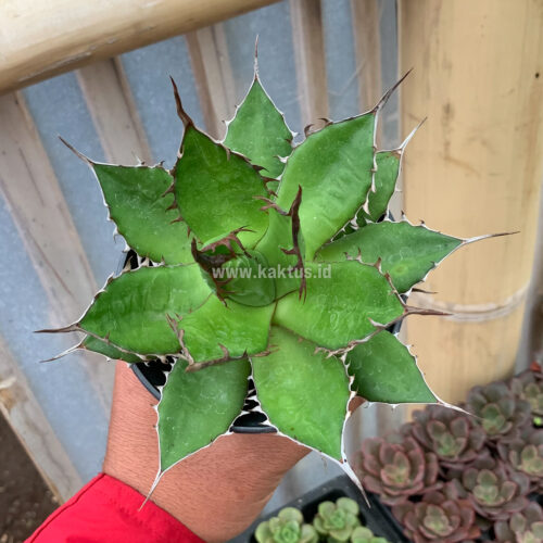 Agave Horida, real gallery image #1 plants. Picture taken directly from kaktus.id community Agave farmer green houses.