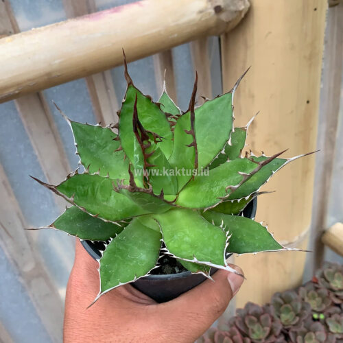 Agave Horida, real gallery image #3 plants. Picture taken directly from kaktus.id community Agave farmer green houses.