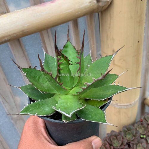 Agave Horida, real gallery image #4 plants. Picture taken directly from kaktus.id community Agave farmer green houses.