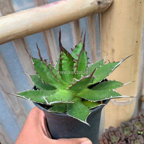 Agave Horida, real gallery image #5 plants. Picture taken directly from kaktus.id community Agave farmer green houses.